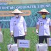 PT Petrokimia Gresik Semprotkan Pupuk Bersubsidi Organik Phonska OCA di Sidrap