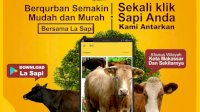 Dinas Peternakan Sinjai Punya Program LA SAPI Sebagai Solusi Bila Ingin Beli Hewan Kurban Lewat Online, Ini Caranya