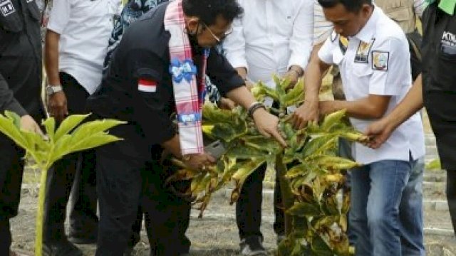 Saat Mentan SYL penen porang di salah satu daerah di Sulsel, pada beberapa waktu lalu.