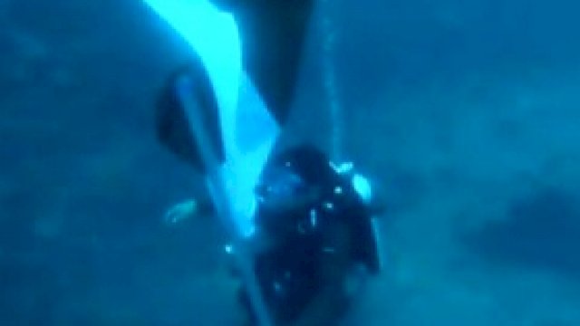 TNI AL Lampia-Mori Diving Club Peringati Hari Lahir Pancasila 2021 Di Bawah Laut