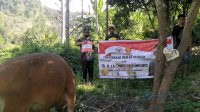 Latinro Sumbang 10 Ekor Sapi Qurban