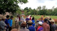 Arkaba Farm Australia Jajaki Kerja Sama Peternakan di Bulukumba