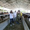 H-3 Idul Adha, Wali Kota Makassar-Menteri Pertanian RI Kunjungi RPH Antang