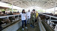 H-3 Idul Adha, Wali Kota Makassar-Menteri Pertanian RI Kunjungi RPH Antang