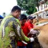 Tekad Andi Seto Asapa Jadikan Kabupaten Sinjai Metropolitan Sapi di Sulawesi