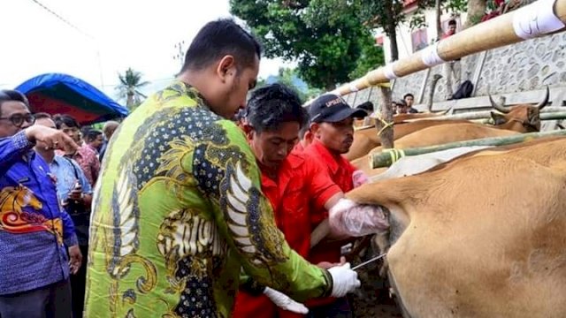 Bupati Sinjai saat memasukkan IB ke dalam indukan sapi.