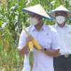 Upaya Bupati ASA Jadikan Sinjai Pusat Pengembangan Benih Varietas Jagung Hibrida Membuahkan Hasil