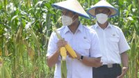 Upaya Bupati ASA Jadikan Sinjai Pusat Pengembangan Benih Varietas Jagung Hibrida Membuahkan Hasil