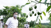 Tingkatkan Kesejahteraan Petani, Bupati Bantaeng Dorong Produksi Pangan Organik