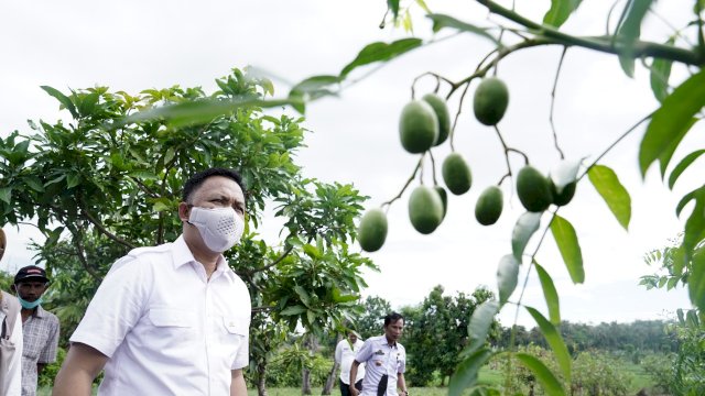  Bupati Bantaeng Ilham Azikin 