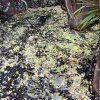 Pulau Mori Luwu Timur Tercemar Limbah Produksi Nikel PT Vale Indonesia