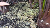 Pulau Mori Luwu Timur Tercemar Limbah Produksi Nikel PT Vale Indonesia