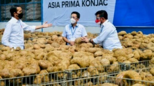 Jokowi Sebut Porang Akan Jadi Makanan Sehat Masa Depan