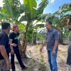 Petani Pisang Binaan Syaharuddin Alrif Jadi Lirikan Pasar Nasional