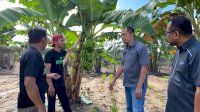 Petani Pisang Binaan Syaharuddin Alrif Jadi Lirikan Pasar Nasional