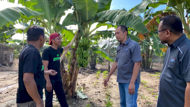Petani Pisang Binaan Syaharuddin Alrif Jadi Lirikan Pasar Nasional