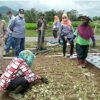 Dinas Pertanian Palopo Belajar Pengembangan Tanaman Hortikultura di Sinjai Barat