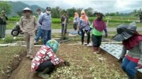 Dinas Pertanian Palopo Belajar Pengembangan Tanaman Hortikultura di Sinjai Barat