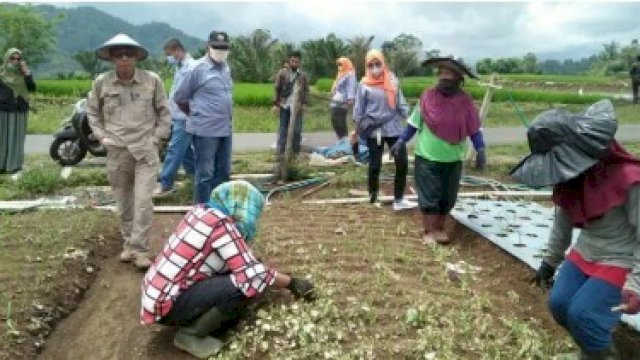 Dinas Pertanian Palopo Belajar Pengembangan Tanaman Hortikultura di Sinjai Barat