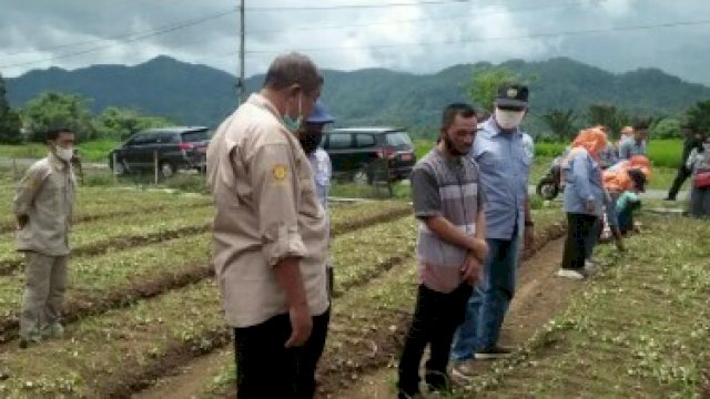 Tanaman Hortikultura Jadi “Andalan” di Sinjai Barat