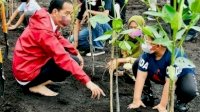 Presiden Jokowi Tanpa Alas Kaki Ikut Menanam Mangrove Bersama Anak-Anak, Apa Maksudnya?