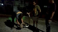 Aksi Heroik Brimob Bone Tangkap Ular Phyton di Area Pemukiman Warga