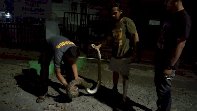 Aksi Heroik Brimob Bone Tangkap Ular Phyton di Area Pemukiman Warga