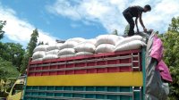 Pemerintah Pusat Kirim 6 Ton Benih Kacang Tanah untuk Petani di Sinjai