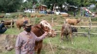 Petani Sinjai Buktikan Sapi IB lebih Menguntungkan