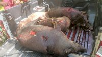 Bupati Bersama Dandim 1411 Bulukumba Terjun Langsung Berburu Babi Hutan, Gegara Petani Resah