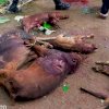 Salah Satu Program Bupati Bulukumba Adalah ‘Memusnahkan Babi’, Kali Ini 96 Ekor Terbunuh