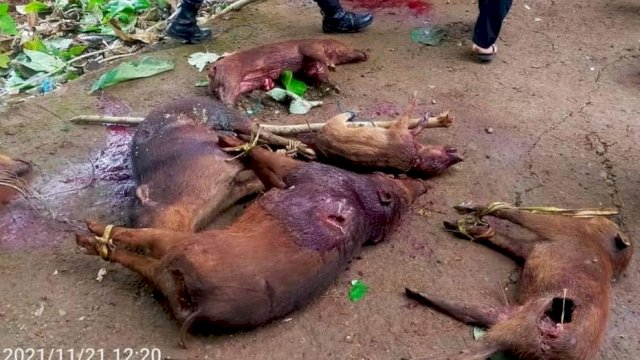 Salah Satu Program Bupati Bulukumba Adalah ‘Memusnahkan Babi’, Kali Ini 96 Ekor Terbunuh