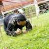 Menteri BUMN Erick Thohir Jalan Jongkok hingga Merayap di Tanah Demi Jadi Anggota Banser, Ini Foto-fotonya