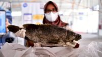 Ekspor! Andi Sudirman ‘Terbangkan’ 2,3 Ton Ikan Langsung ke Singapura