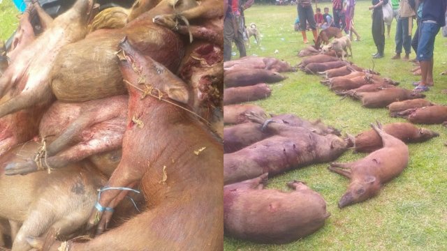 Program Berburu Babi di Bulukumba Diapresiasi