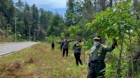 ‘Hijaukan’ Toraja, 5 Ribu Pohon Ditanam di Jalan Masuk Bandara Buntu Kunik