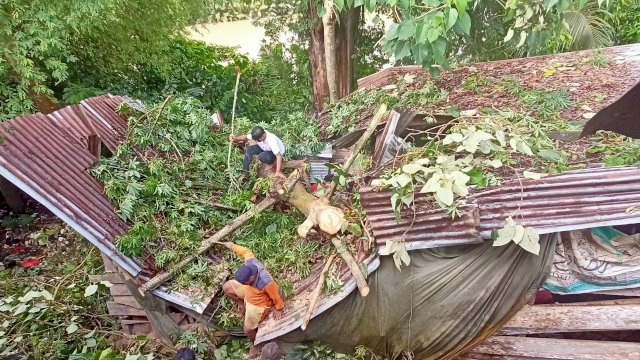 Rumah warga yang ditimpa pohon.