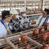 Mentan Sebut Fluktuasi Harga Telur Tantangan bagi Pemerintah