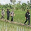 Berjalan di Pematang Sawah untuk Meninjau Irigasi Perpipaan di Jeneponto, Mentan SYL: Petani Tak Boleh Miskin Lagi