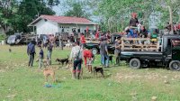 Lagi, 30 Ekor Babi Dimusnahkan Warga Bulukumba