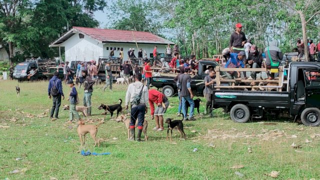 Lagi, 30 Ekor Babi Dimusnahkan Warga Bulukumba