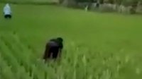 Video Lucu Seorang Pengendara Seolah-olah Bersihkan Sawah saat Dirazia Polantas