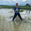 Hari Libur, Ketua DPRD Makassar Rudianto Lallo Pilih Turun ke Sawah Menanam Padi: #AnakRakyat