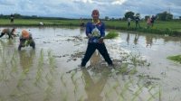 Hari Libur, Ketua DPRD Makassar Rudianto Lallo Pilih Turun ke Sawah Menanam Padi: #AnakRakyat
