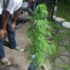 Geger! Tanaman Ganja Ditemukan di Semak Belukar Sekitar Kampus UIN Alauddin