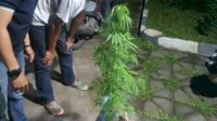 Geger! Tanaman Ganja Ditemukan di Semak Belukar Sekitar Kampus UIN Alauddin