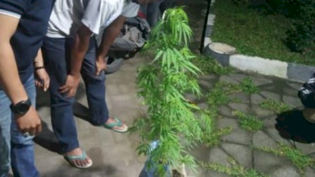 Penemuan tanaman ganja di sekitar kampus UIN Alauddin, Samata Kabupaten Gowa, Sulsel. (trotoar/alam)