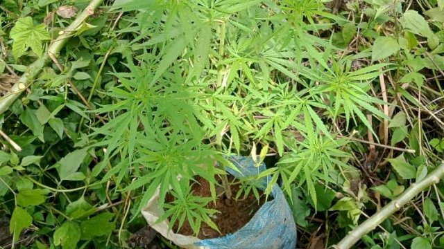 Tanaman Ganja yang ditemukan oleh warga di sekitar kampus UIN Alauddin, Gowa, Selasa (8/2).