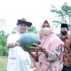 Merayakan Panen Buah Semangka di Sinjai, Bupati ASA: Ini Bisa Mendongkrak Ekonomi Warga