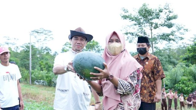 Perayaan panen buah semangka di Sinjai. (*)